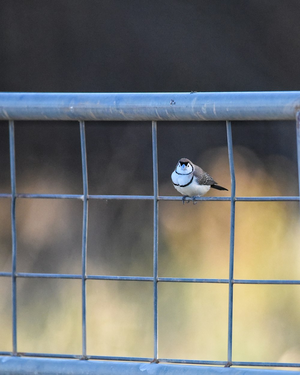 a small bird perched on top of a metal fence