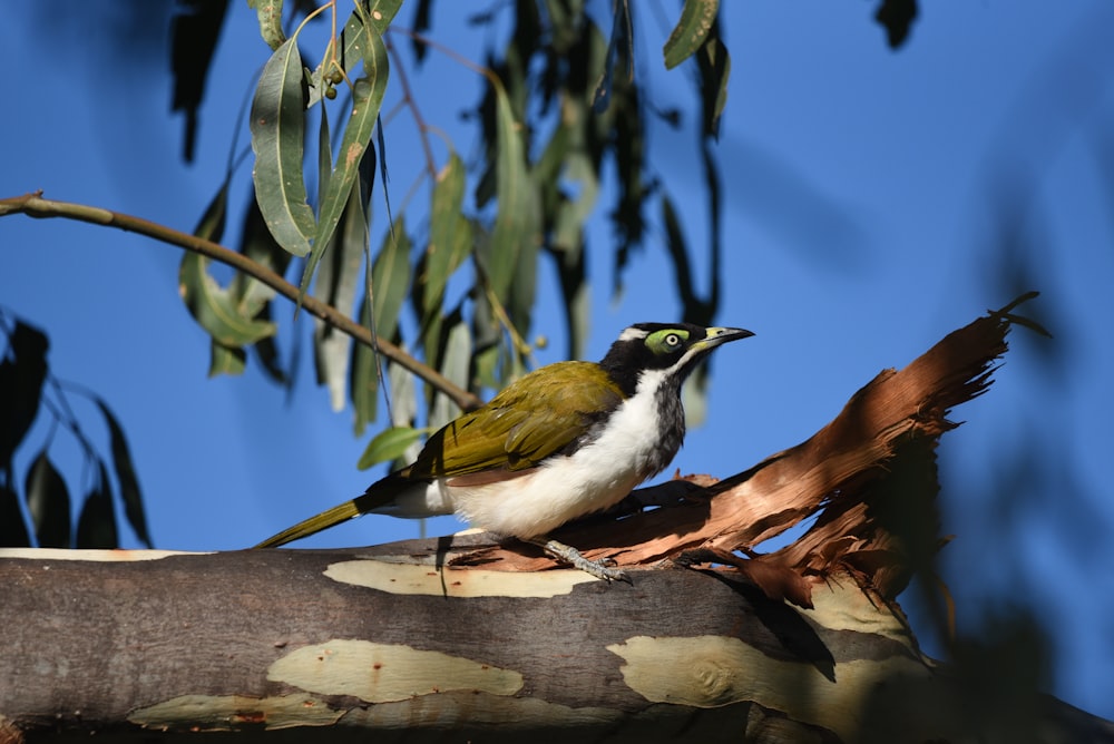 um pássaro sentado em um galho de uma árvore