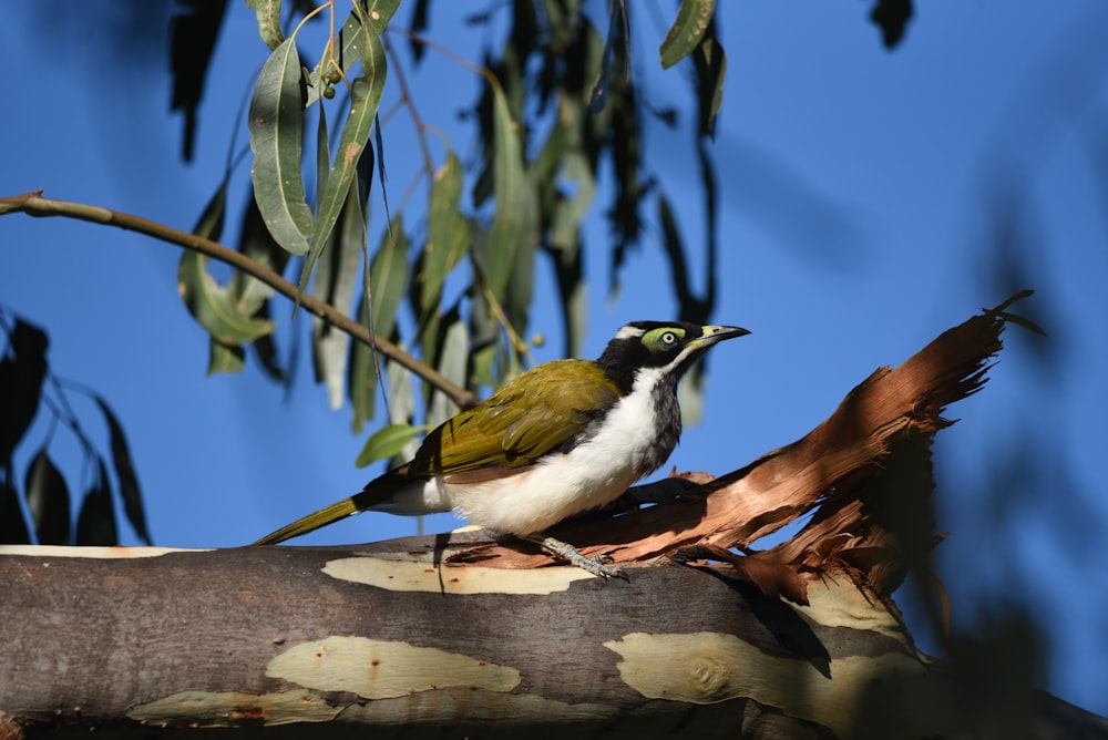 a bird sitting on a branch of a tree