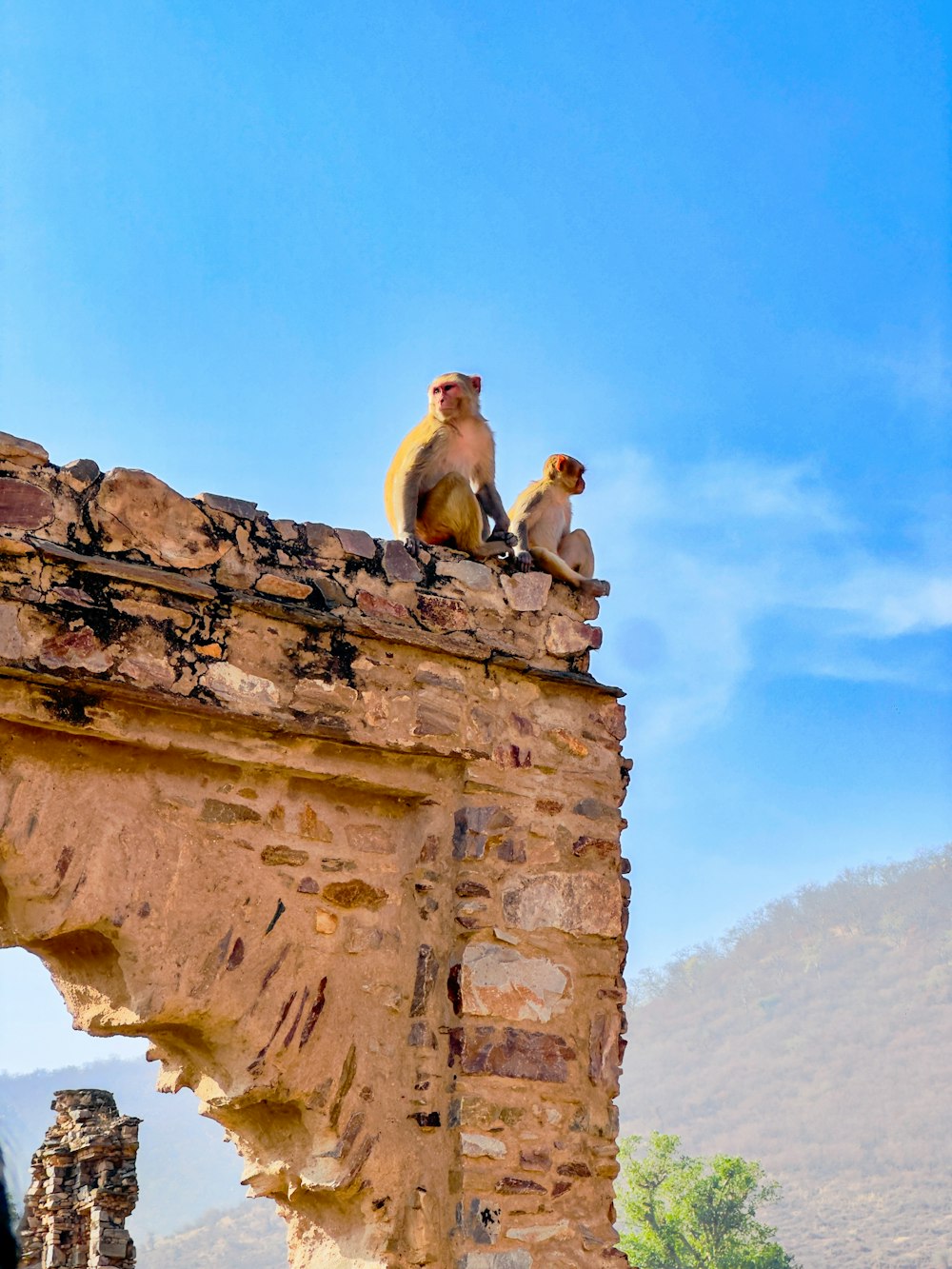 two monkeys sitting on top of a stone structure