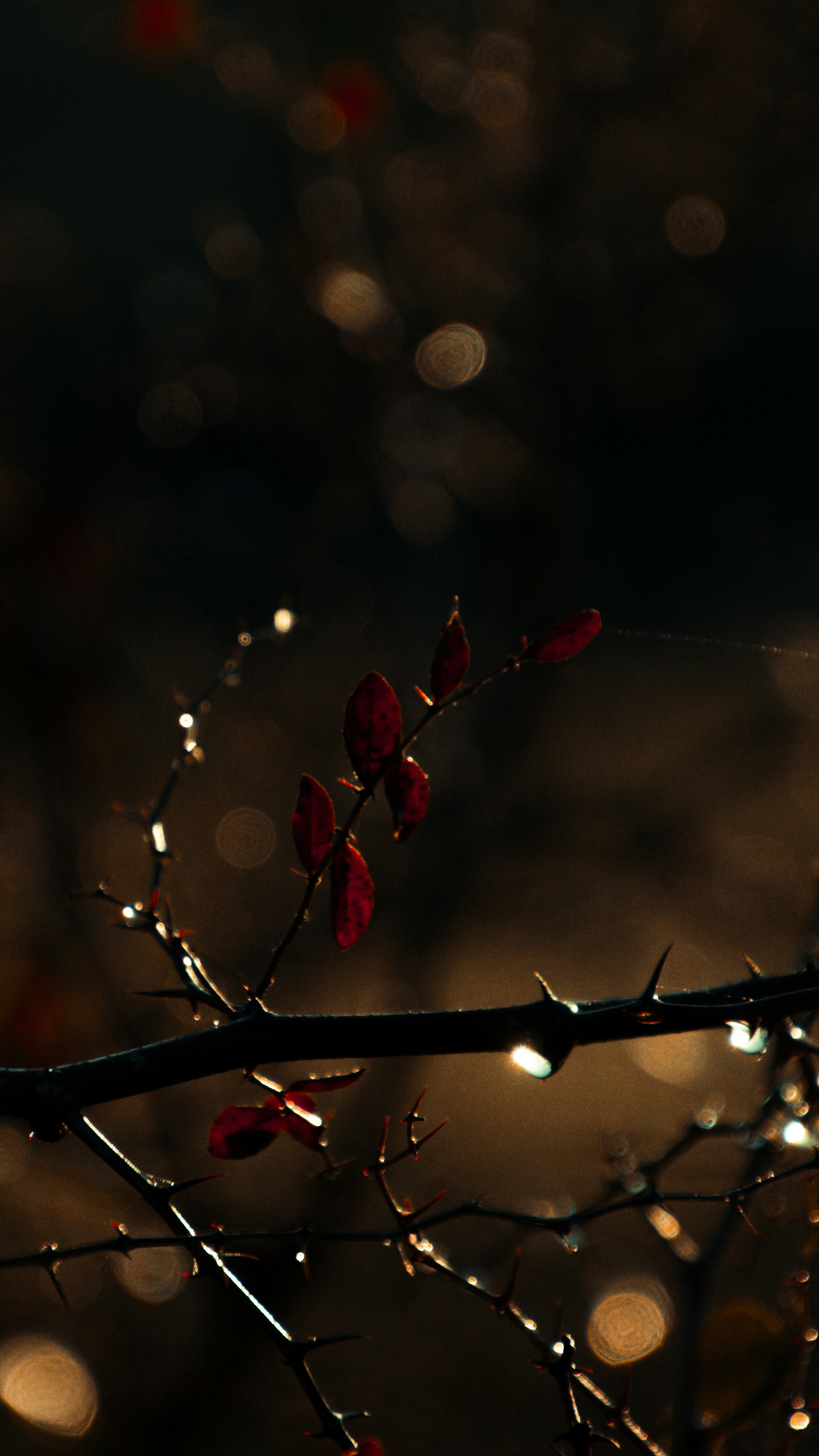 a branch with some red flowers on it