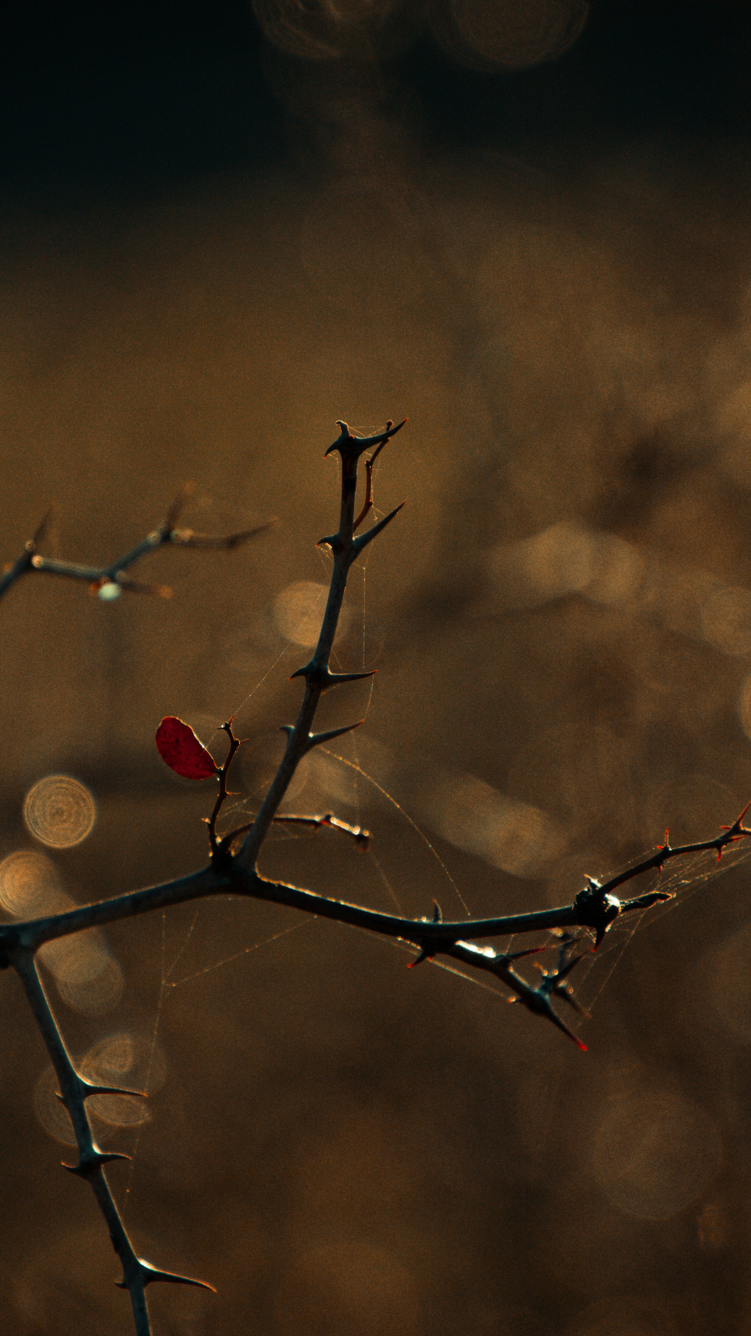 a small red bird perched on a tree branch
