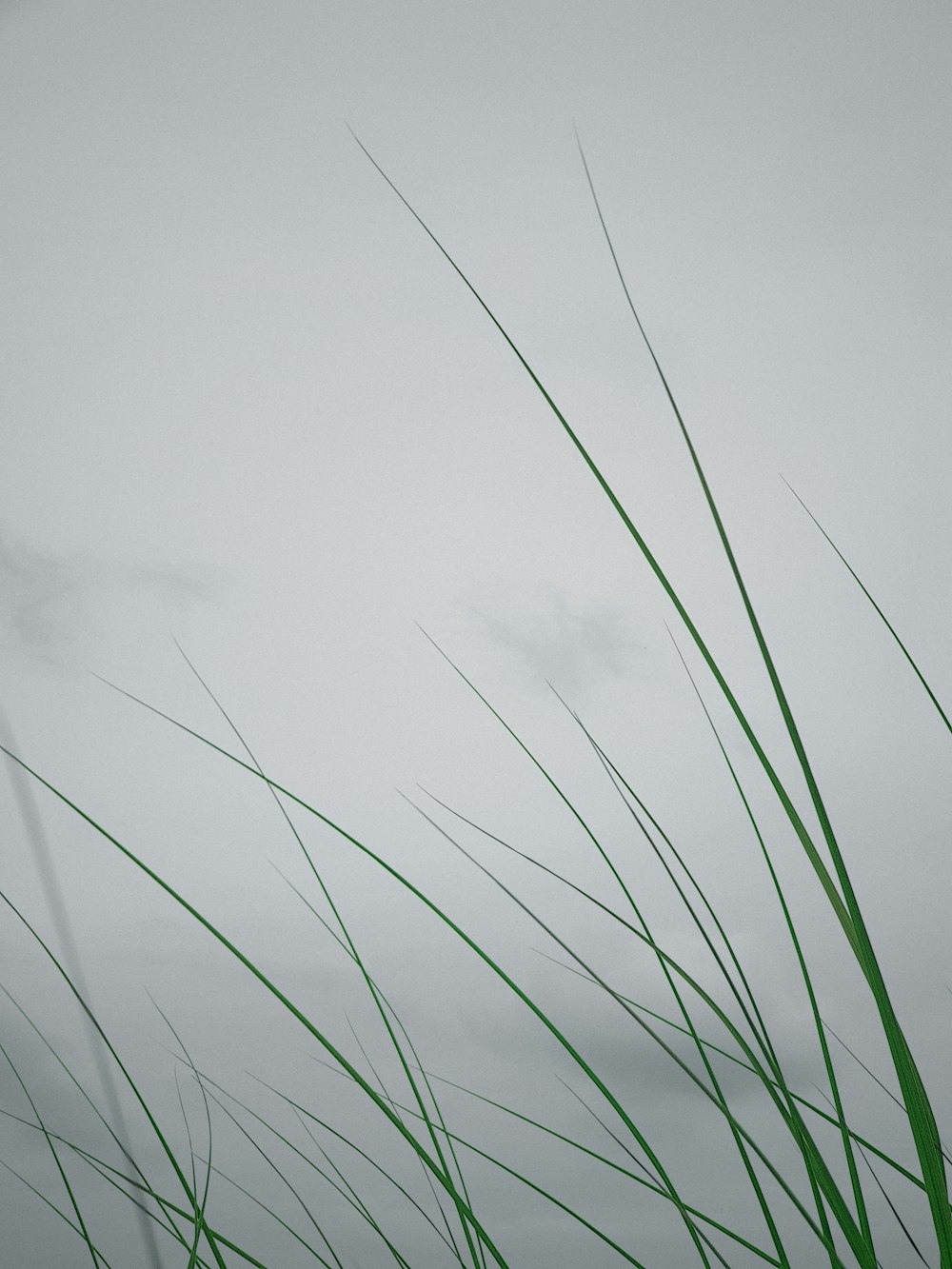 tall grass blowing in the wind on a foggy day