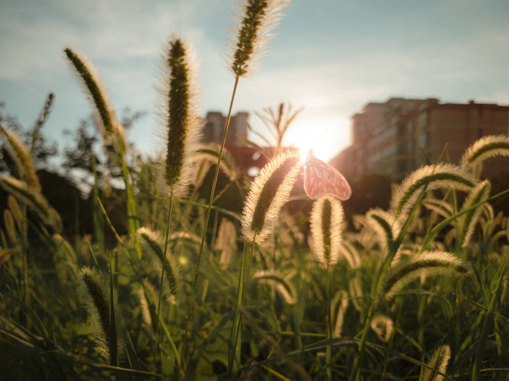 a field of tall grass with the sun in the background