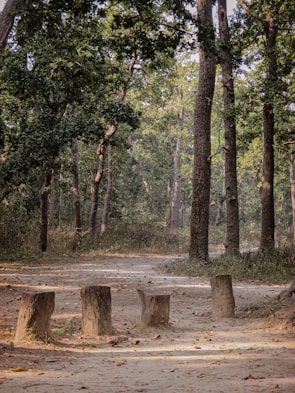 A natural forest setting with tall trees and a dirt path. The ground is strewn with fallen leaves and small logs are arranged upright in the foreground.