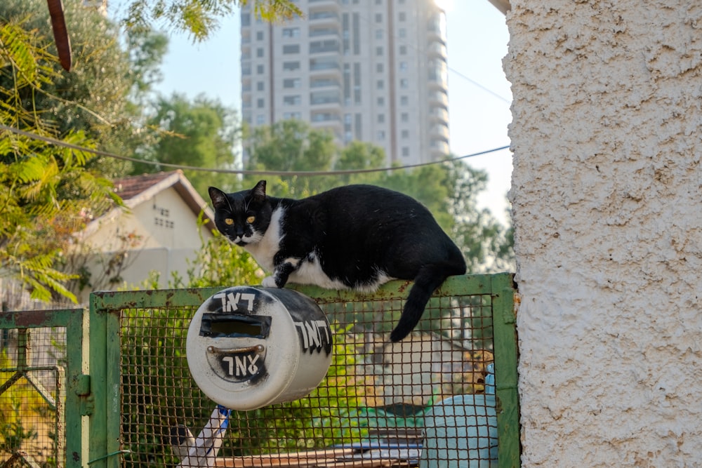 a black and white cat sitting on top of a fence