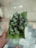 A hand holding a green leafy bunch wrapped in a banana leaf, with a tiled floor visible in the background.
