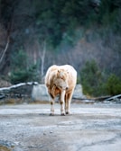 A light-colored cow stands on a dirt road, surrounded by a natural, slightly blurred background of trees and brush. The setting appears to be a rural or forested area, with a mix of greenery and bare branches.