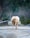 A light-colored cow stands on a dirt road, surrounded by a natural, slightly blurred background of trees and brush. The setting appears to be a rural or forested area, with a mix of greenery and bare branches.