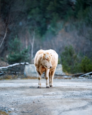 A light-colored cow stands on a dirt road, surrounded by a natural, slightly blurred background of trees and brush. The setting appears to be a rural or forested area, with a mix of greenery and bare branches.