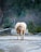 A light-colored cow stands on a dirt road, surrounded by a natural, slightly blurred background of trees and brush. The setting appears to be a rural or forested area, with a mix of greenery and bare branches.