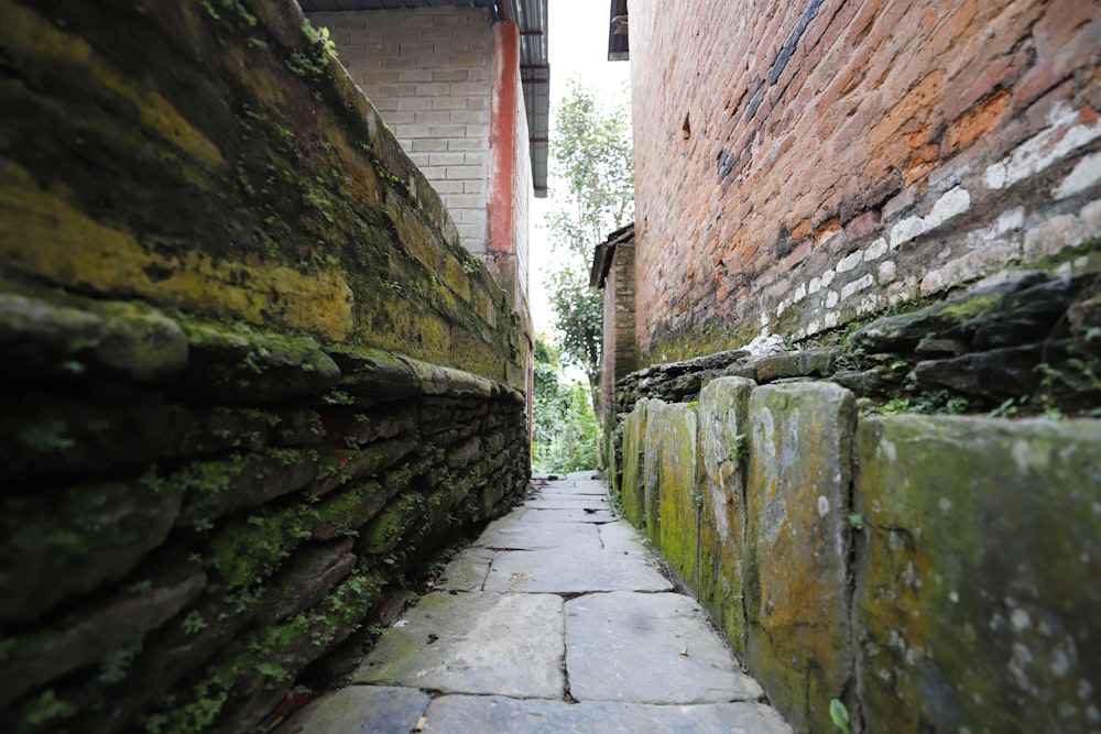 a narrow brick alley with moss growing on the walls