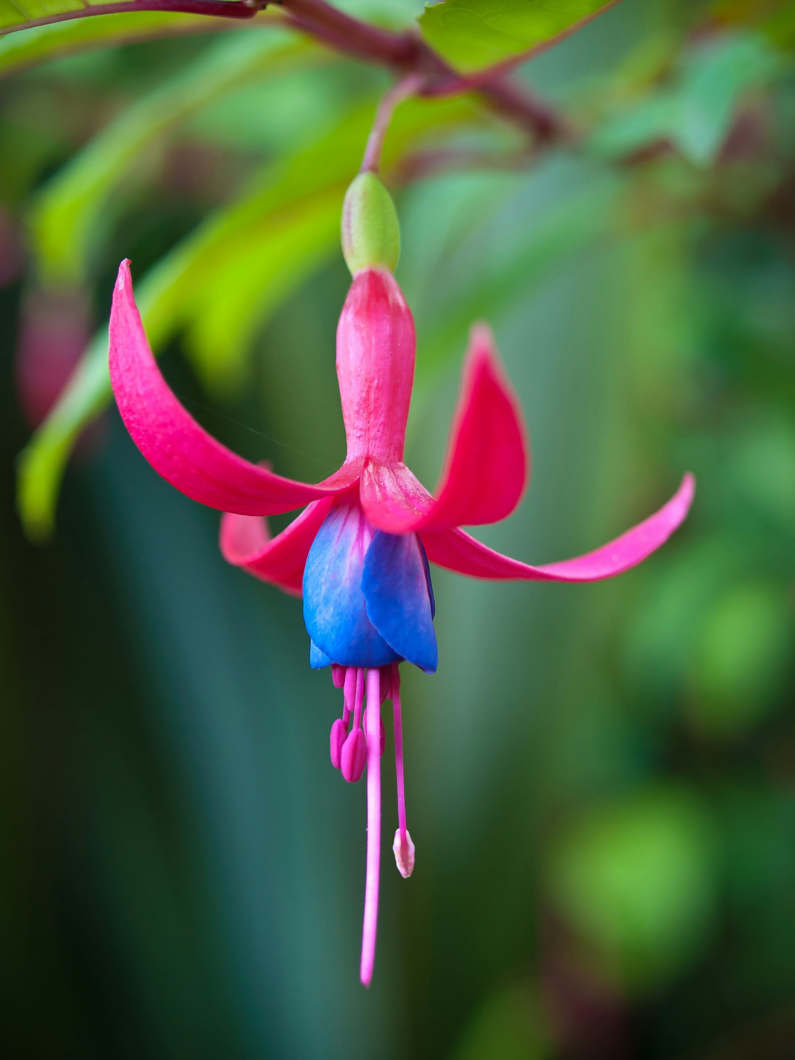 una flor rosa y azul que cuelga de un árbol