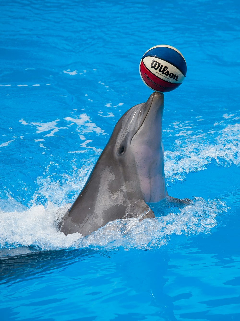 ein Delfin, der mit einem Ball in einem Pool spielt
