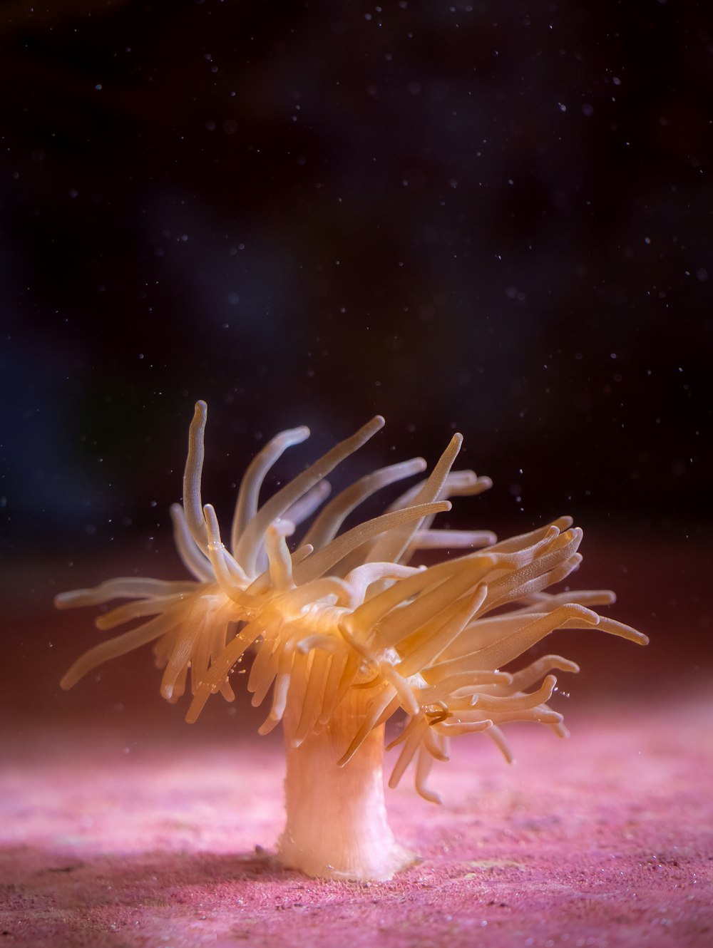 un anemone di mare nella sabbia su una spiaggia