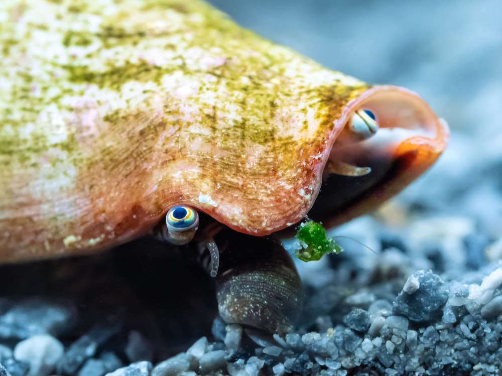 a close up of a small animal on gravel