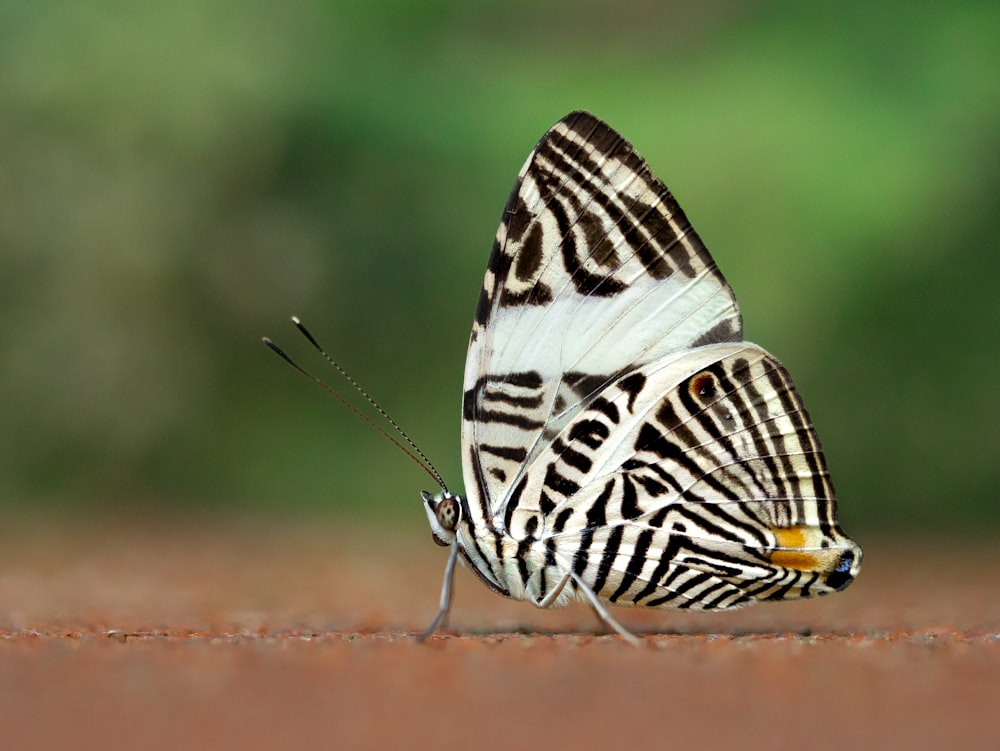 a close up of a butterfly on the ground