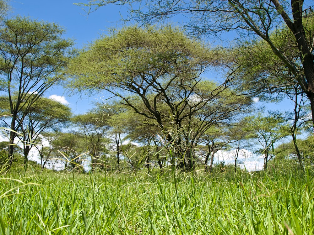 a field of tall grass with trees in the background