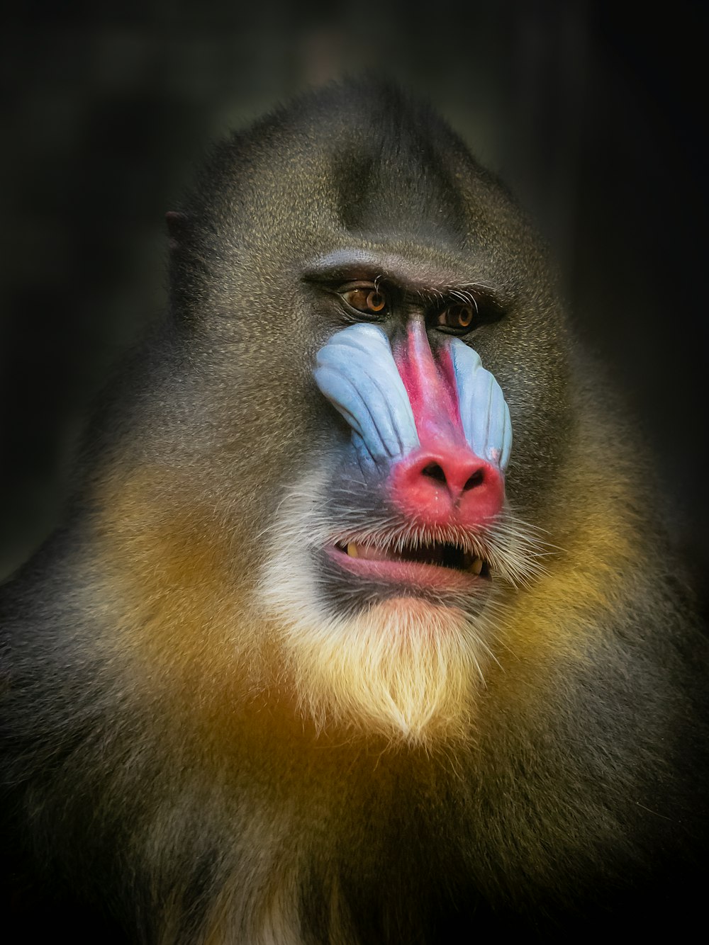 a close up of a monkey with a blue and red nose