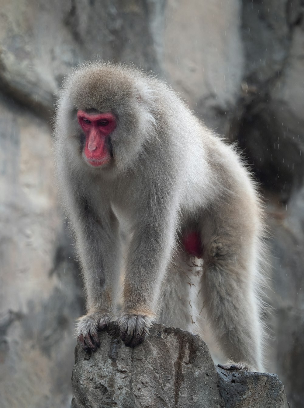 a monkey standing on top of a rock