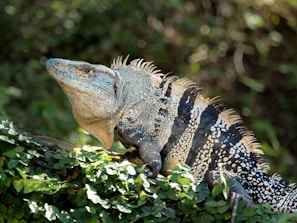 An iguana with textured skin featuring a mix of colors, including gray, black, and beige, sits on a branch surrounded by lush green foliage. The sunlight highlights the iguana's intricate patterns and spines along its back.