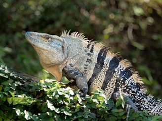 An iguana with textured skin featuring a mix of colors, including gray, black, and beige, sits on a branch surrounded by lush green foliage. The sunlight highlights the iguana's intricate patterns and spines along its back.