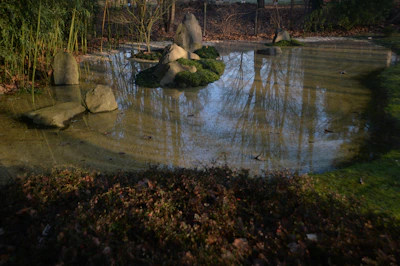 A garden pond cleared of weeds, reflecting surrounding greenery and clear water.