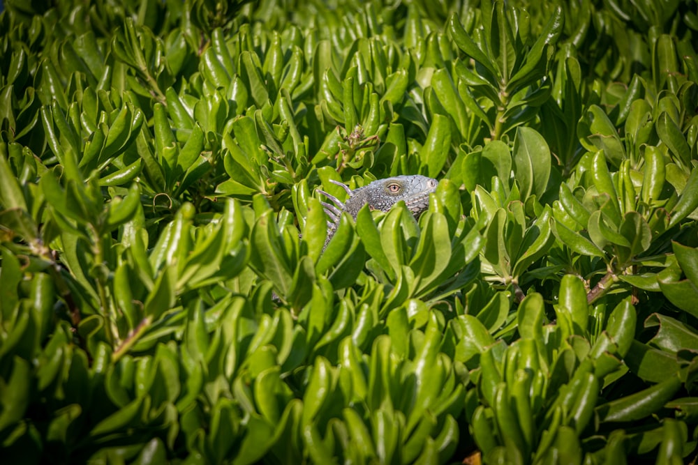 a lizard is hiding in the bushes
