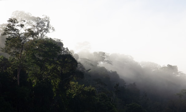 Misty morning at an ancient Irish sacred site, with soft light filtering through trees.