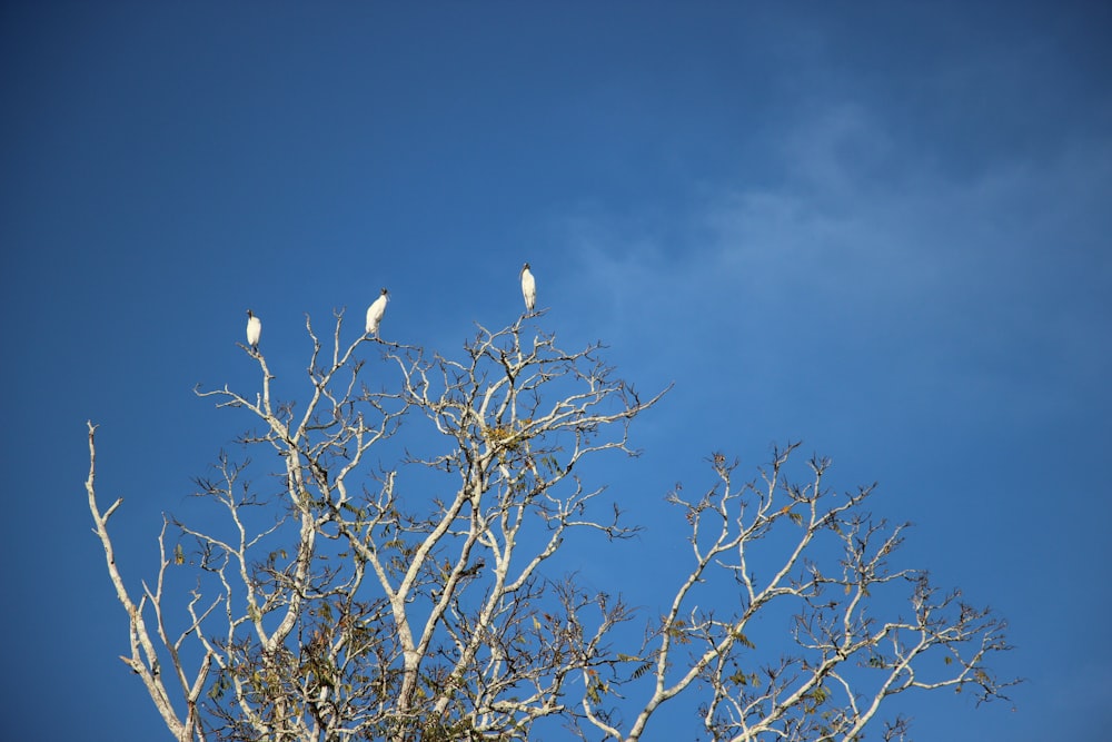 two birds are perched on the branches of a tree