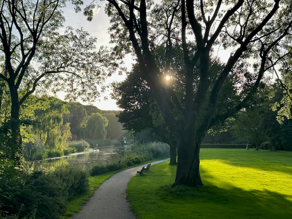 the sun shines through the trees over the water