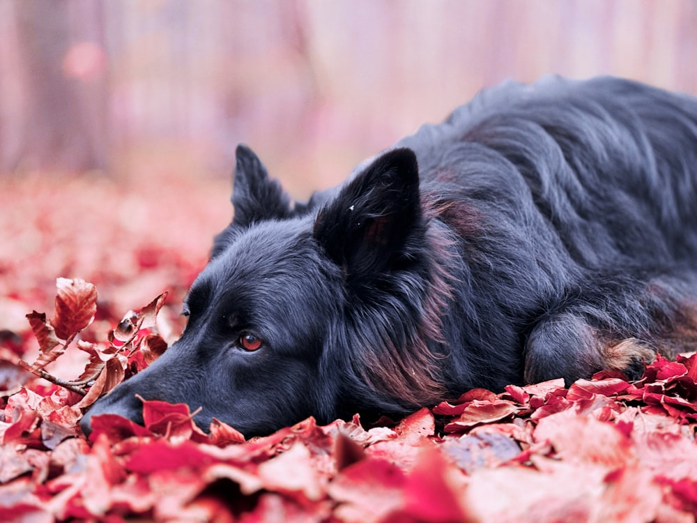 a black dog laying on top of a pile of leaves