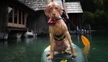 A wet dog wearing a red and black life jacket sits on a paddleboard being steered by a person with a paddle in a calm body of water. There is a wooden building with a slanted roof in the background and lush green trees.
