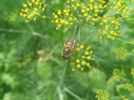 A honeybee is perched on a delicate yellow flower surrounded by lush green foliage, with fine details of the bee's wings and body visible against the softly focused background.