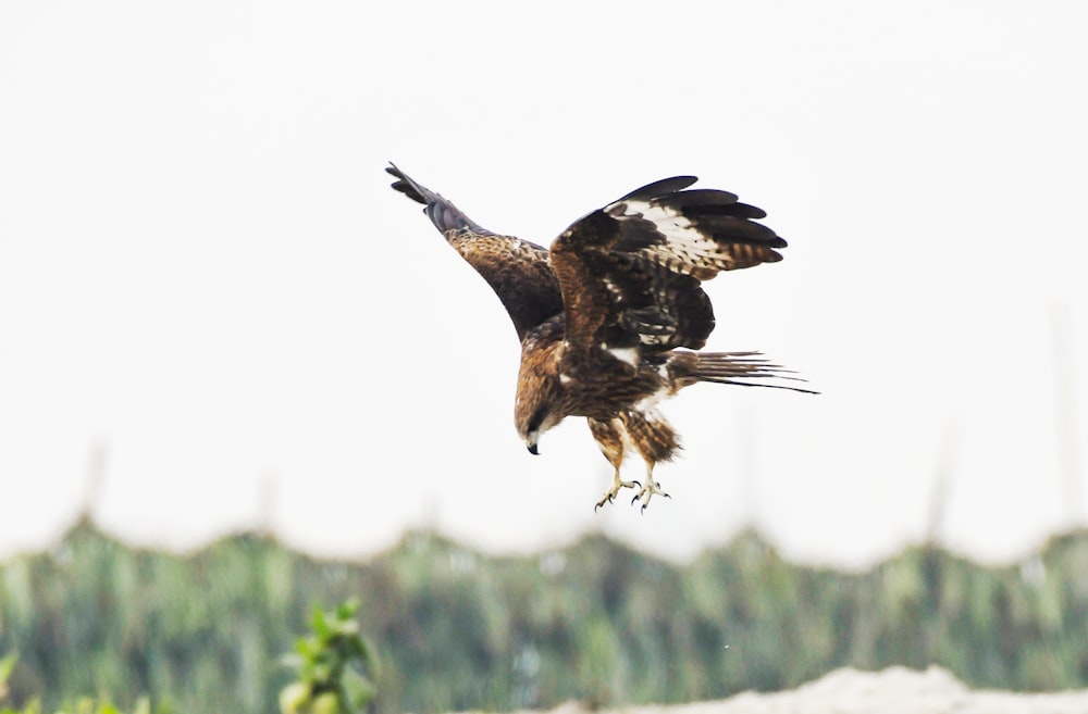 a large bird flying over a lush green field