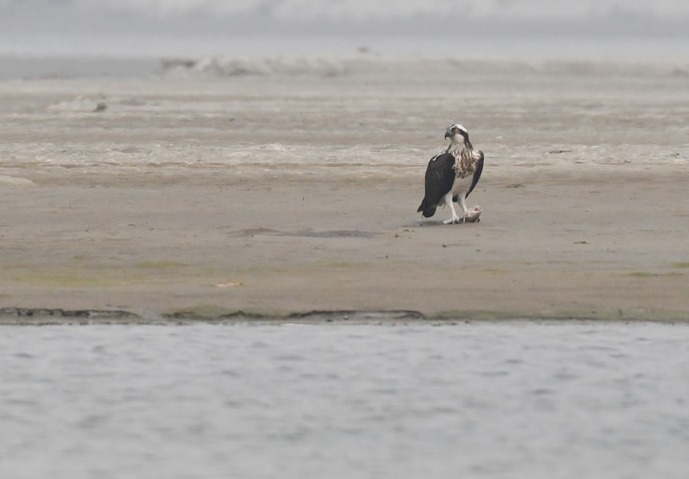 a couple of birds standing on top of a sandy beach