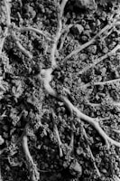 A complex network of organic structures resembling tree roots or branching coral is laid over a bed of small rocks and gravel. The image is captured in black and white, highlighting texture and intricate patterns.