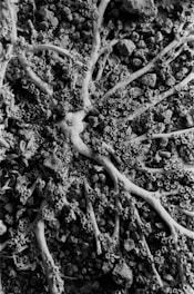 A complex network of organic structures resembling tree roots or branching coral is laid over a bed of small rocks and gravel. The image is captured in black and white, highlighting texture and intricate patterns.