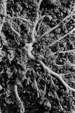 A complex network of organic structures resembling tree roots or branching coral is laid over a bed of small rocks and gravel. The image is captured in black and white, highlighting texture and intricate patterns.