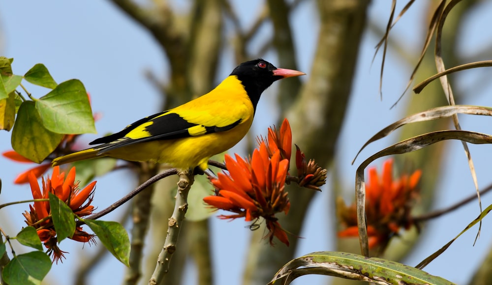 a yellow and black bird is perched on a branch