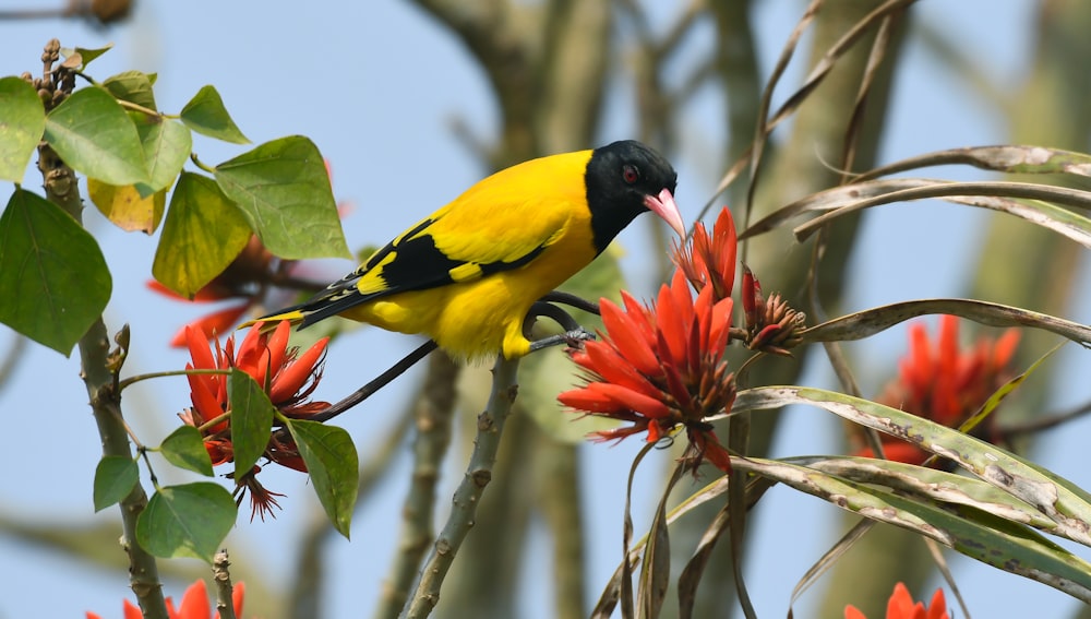a yellow and black bird sitting on a branch of a tree