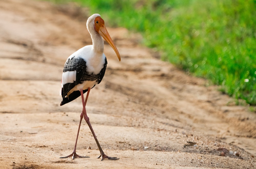a bird with a long beak standing on a dirt road