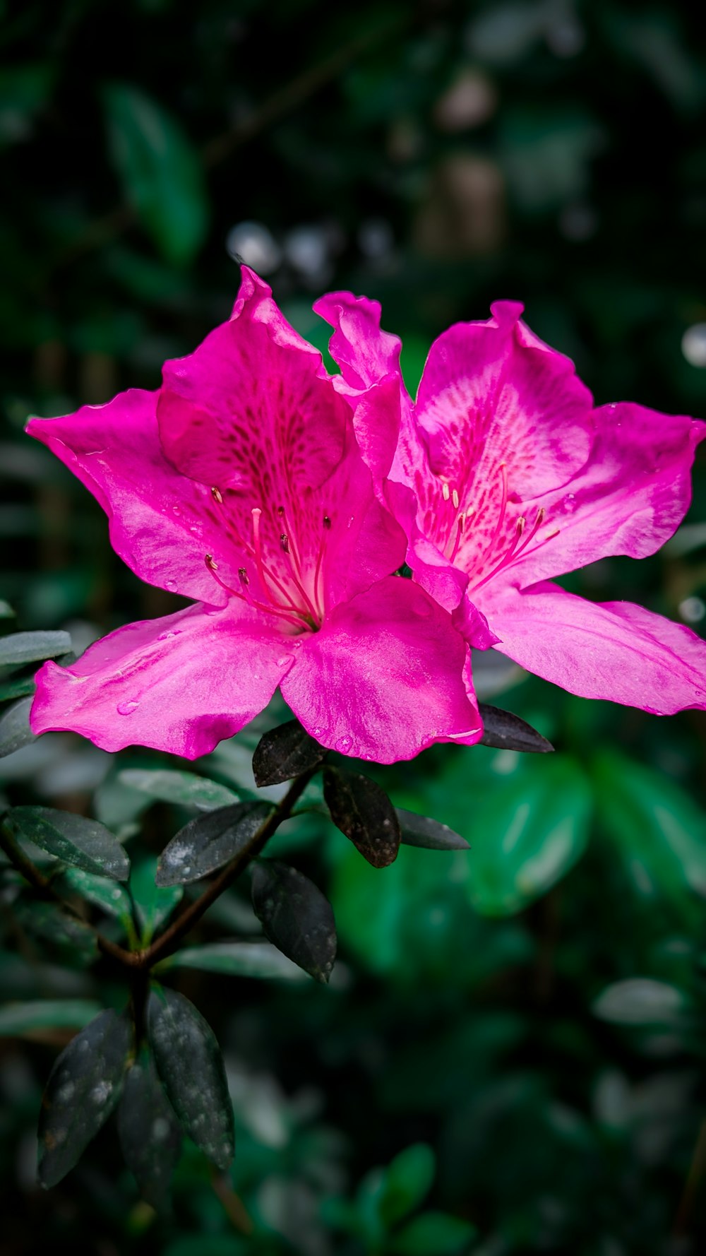 a pink flower with green leaves in the background