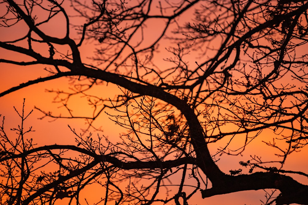 a tree with no leaves at sunset