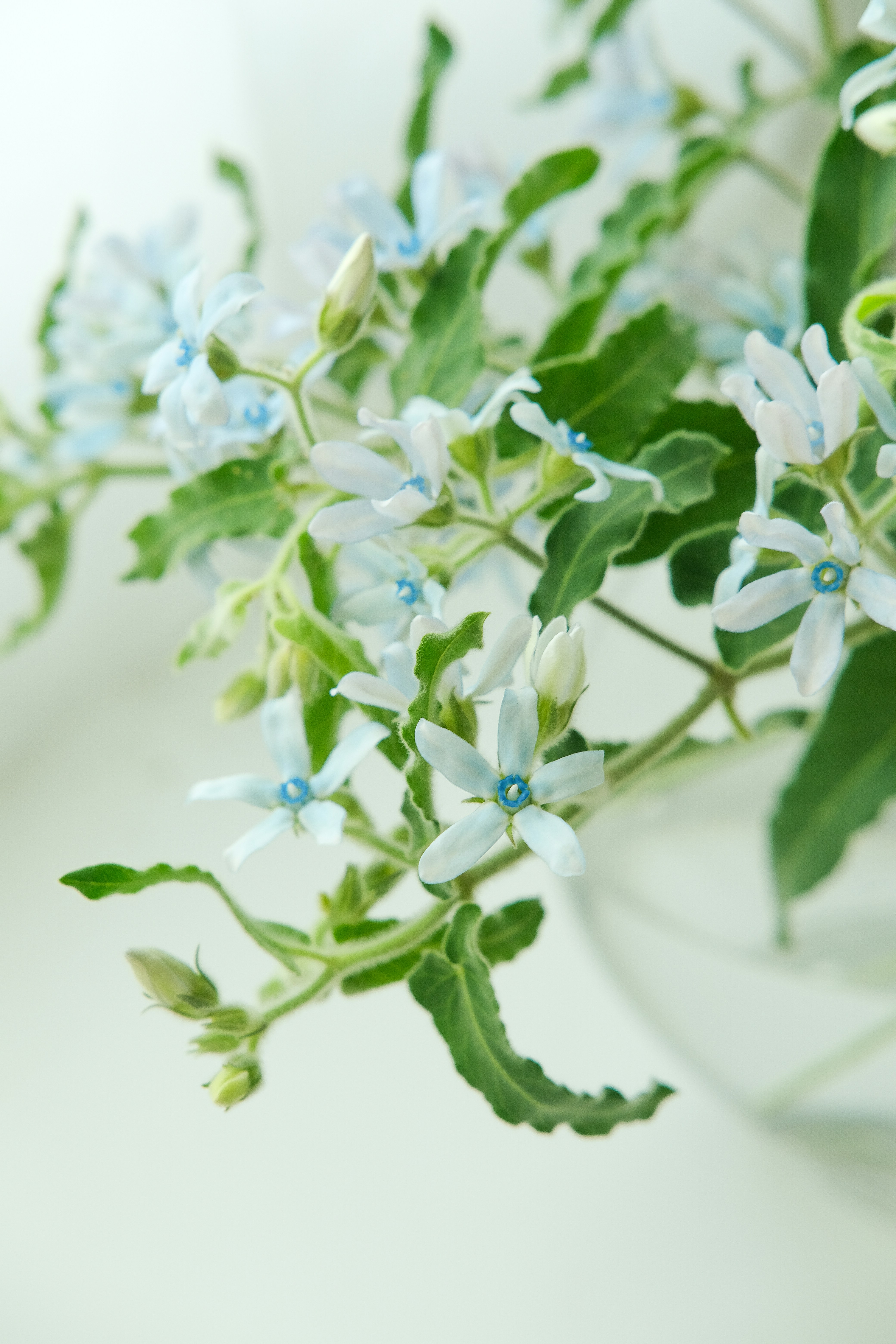 A glass vase filled with blue flowers on top of a table photo – Free ...