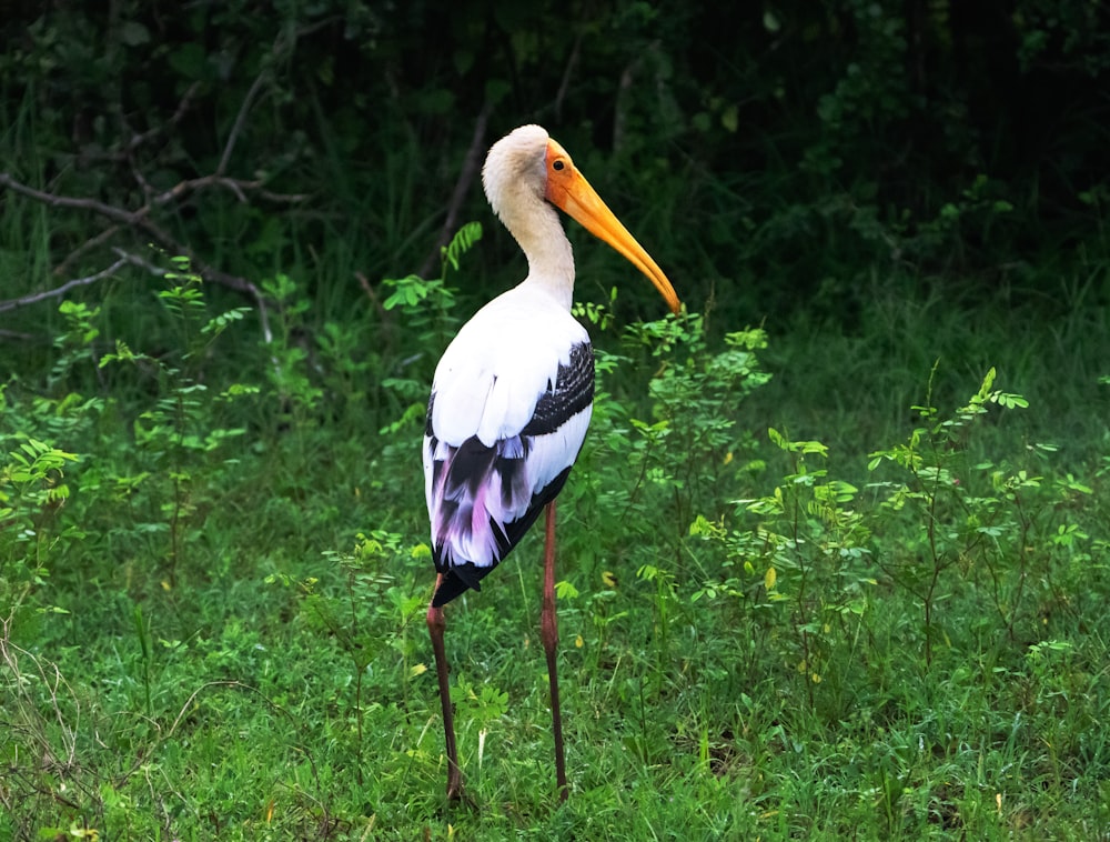 a large bird with a long neck standing in the grass