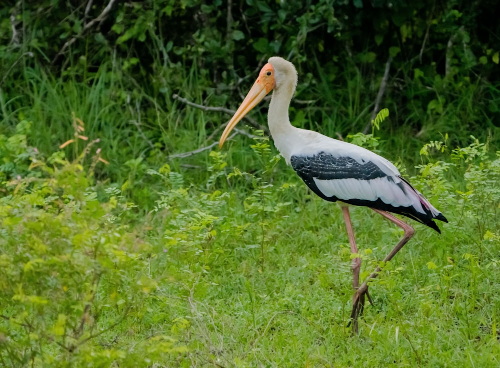 a large bird with a long beak standing in the grass