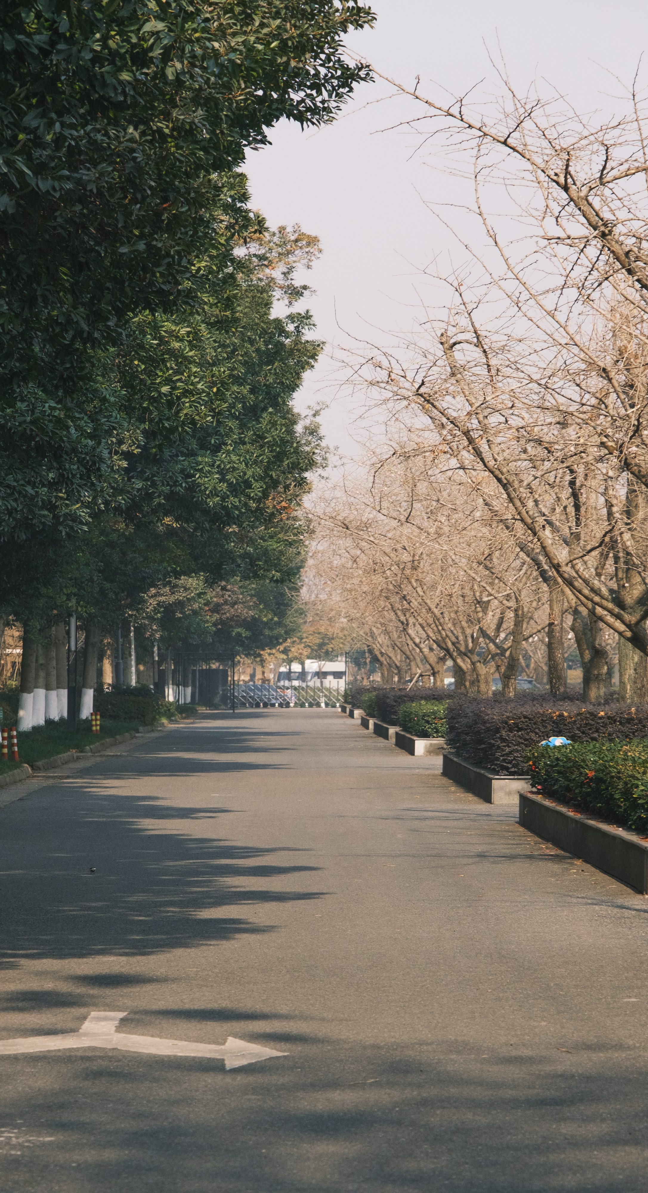 a street lined with trees and bushes next to a sidewalk