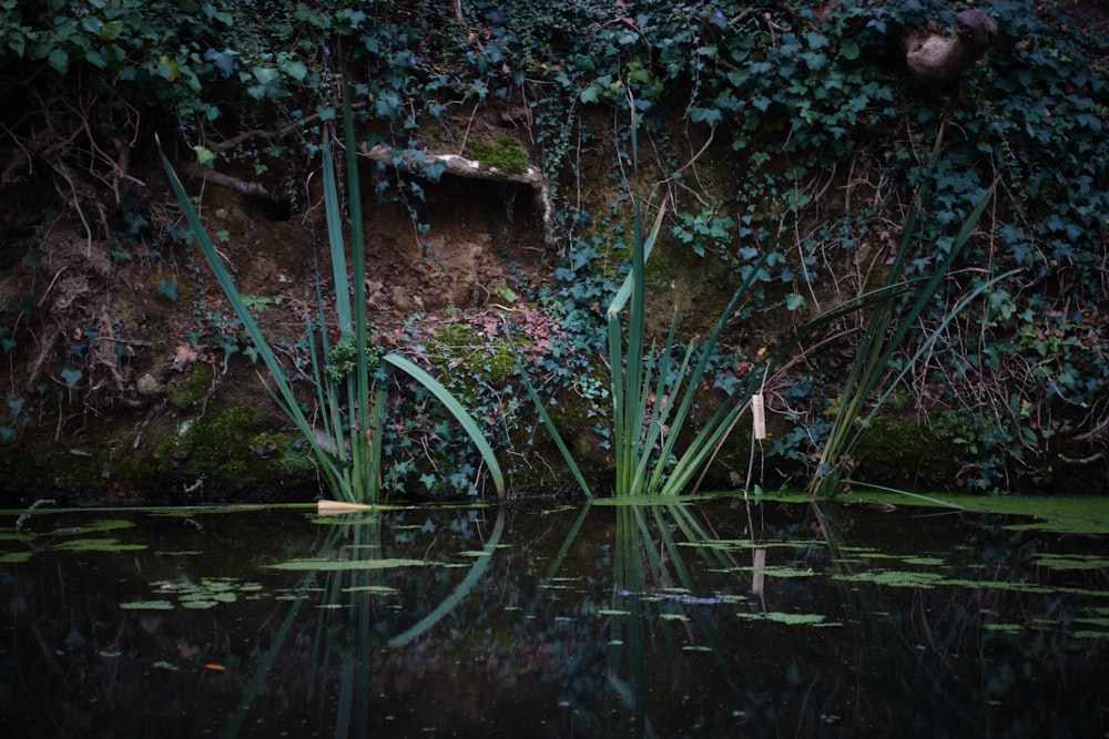 uno specchio d'acqua con piante che crescono ai suoi lati