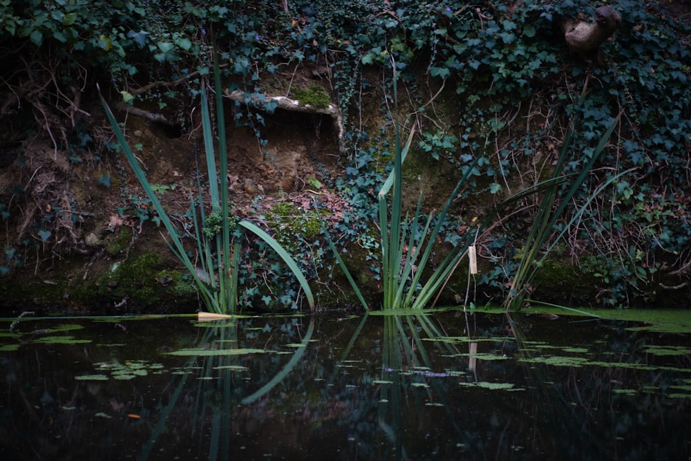 a body of water with plants growing on the side of it